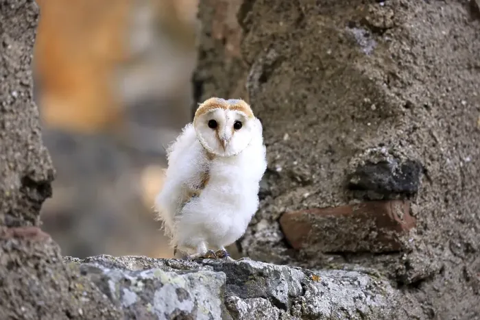 Framed Print : Common barn owl (Tyto alba), fledgling sitting on wall