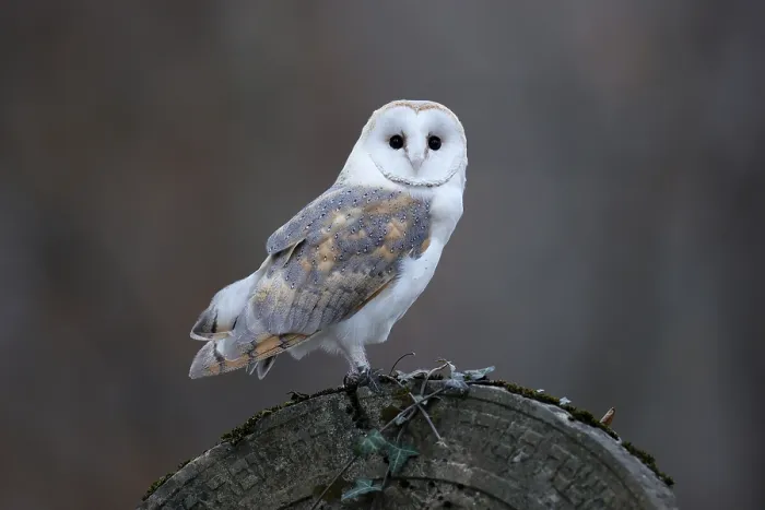 Framed Print : Common barn owl (Tyto alba), on a gravestone Framed Print : Common barn owl (Tyto alba), on a gravestone