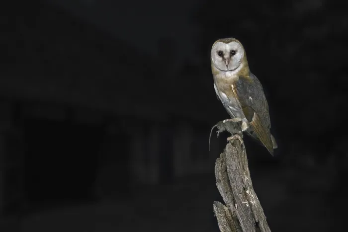 Framed Print : Common barn owl (Tyto alba) with mouse prey in its claws Framed Print : Common barn owl (Tyto alba) with mouse prey in its claws