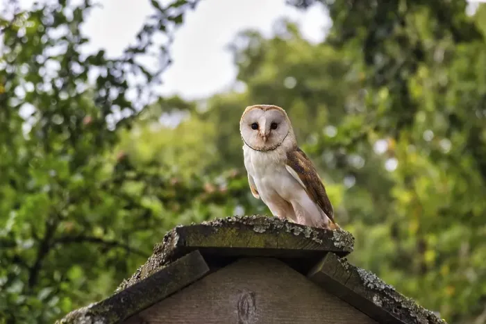 Framed Print : Common barn owl (Tyto alba) on a roof