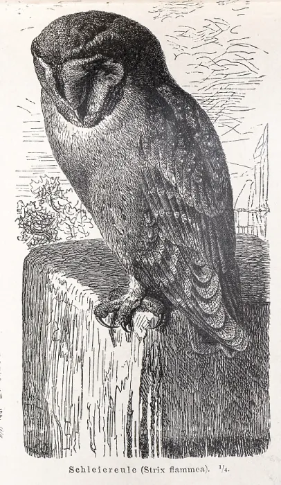 Framed Print : Common barn owl (Tyto alba) sitting on a wall stone and looking down
