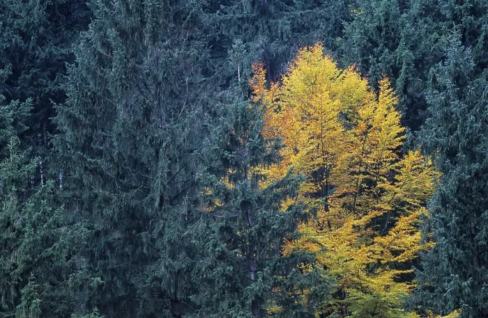 Framed Print : Common Beech in autumn between spruces Framed Print : Common Beech in autumn between spruces