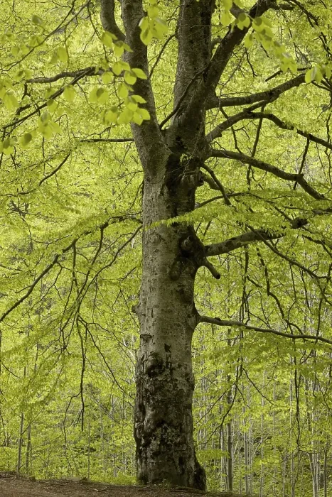 Framed Print : Common Beech (Fagus sylvatica) Framed Print : Common Beech (Fagus sylvatica)