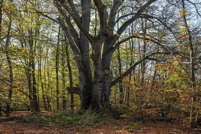 Framed Print : Common beech (Fagus sylvatica)