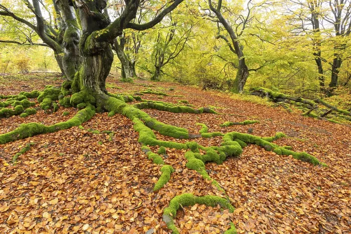 Framed Print : Common beech (Fagus sylvatica)