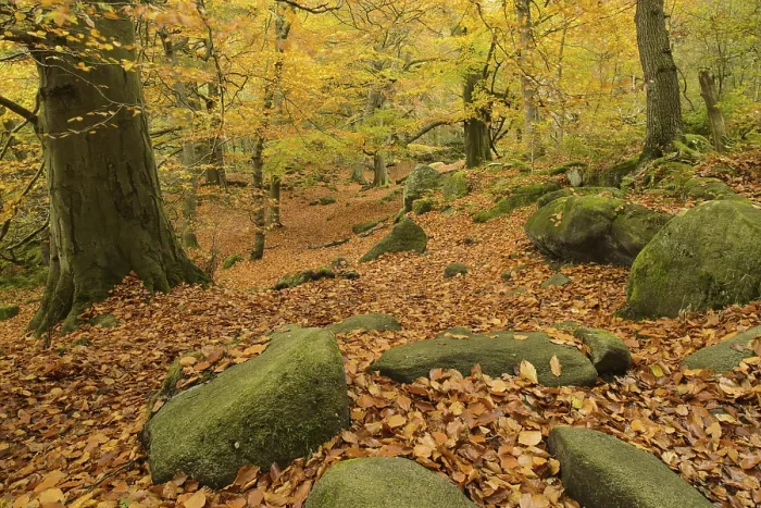 Framed Print : Common Beech (Fagus sylvatica) and Common Oak (Quercus robur) leaf litter amongst rocks in woodland habitat Framed Print : Common Beech (Fagus sylvatica) and Common Oak (Quercus robur) leaf litter amongst rocks in woodland habitat