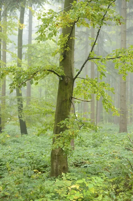 Framed Print : Common beech (Fagus sylvatica) in fog
