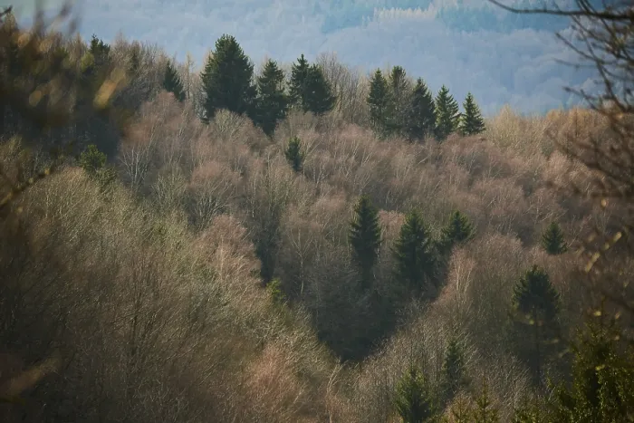 Framed Print : Common beech (Fagus sylvatica) and Norway spruce (Picea abies) trees in a forest Framed Print : Common beech (Fagus sylvatica) and Norway spruce (Picea abies) trees in a forest