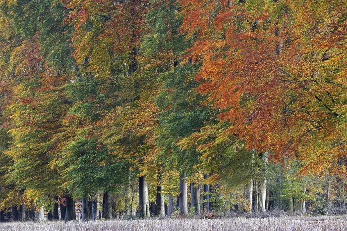 Framed Print : Common beeches (Fagus sylvatica) in autumn Framed Print : Common beeches (Fagus sylvatica) in autumn