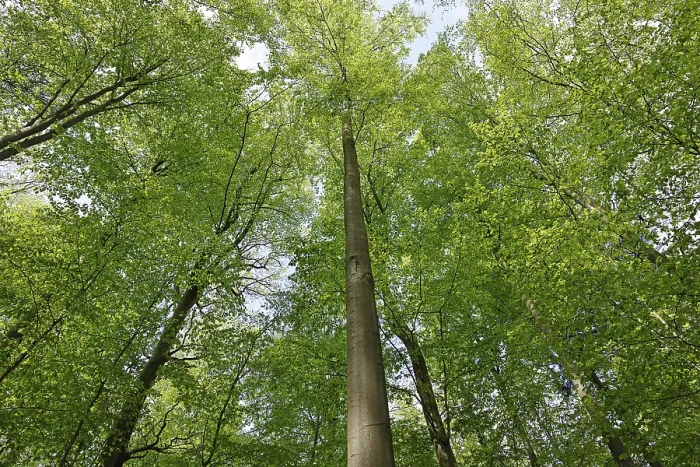 Framed Print : Common beeches (Fagus sylvatica) Beech forest In spring Framed Print : Common beeches (Fagus sylvatica) Beech forest In spring