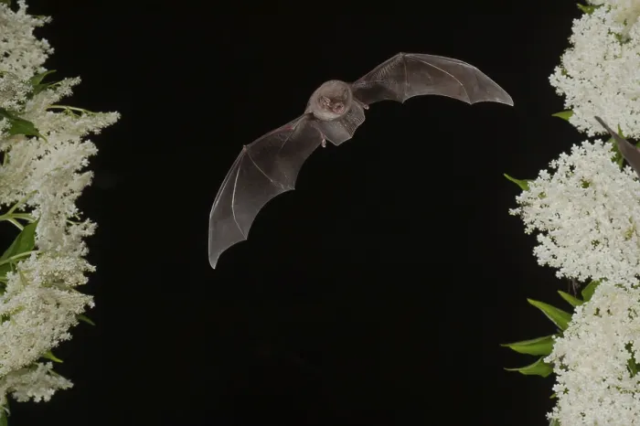 Framed Print : Common bent-wing bat (Miniopterus schreibersii) flying past a flowering elder (Sambucus)