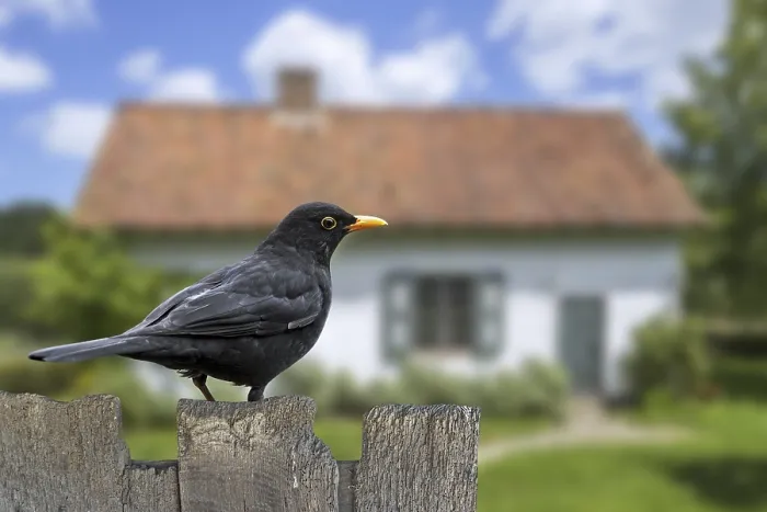 Framed Print : Common blackbird (Turdus merula) male perched on old wooden fence in garden of house in the countryside Framed Print : Common blackbird (Turdus merula) male perched on old wooden fence in garden of house in the countryside