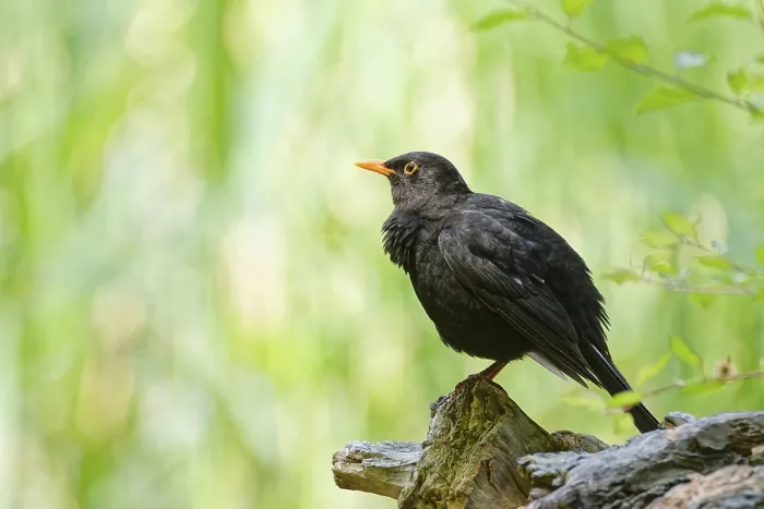 Framed Print : Common blackbird (Turdus merula) perched on a tree stump in green woodland background