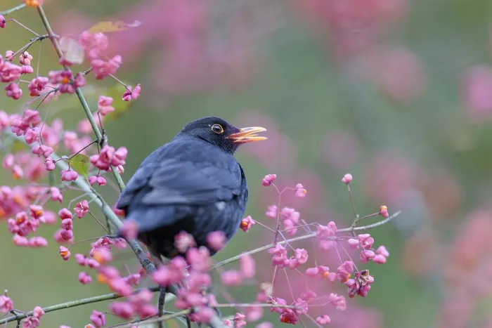 Framed Print : A common blackbird (Turdus merula) sits in a European spindle tree (Euonymus europaeus)