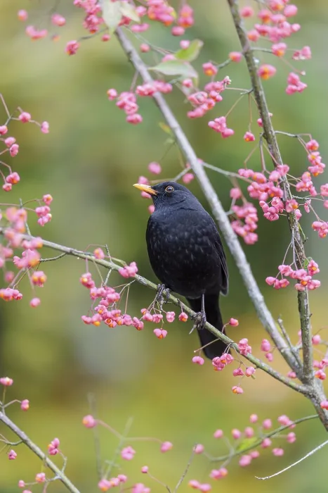 Framed Print : A common blackbird (Turdus merula) sits in a European spindle tree (Euonymus europaeus) Framed Print : A common blackbird (Turdus merula) sits in a European spindle tree (Euonymus europaeus)