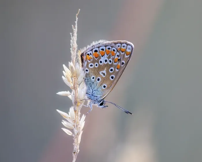 Framed Print : Common blue butterfly (Polyommatus icarus) Framed Print : Common blue butterfly (Polyommatus icarus)