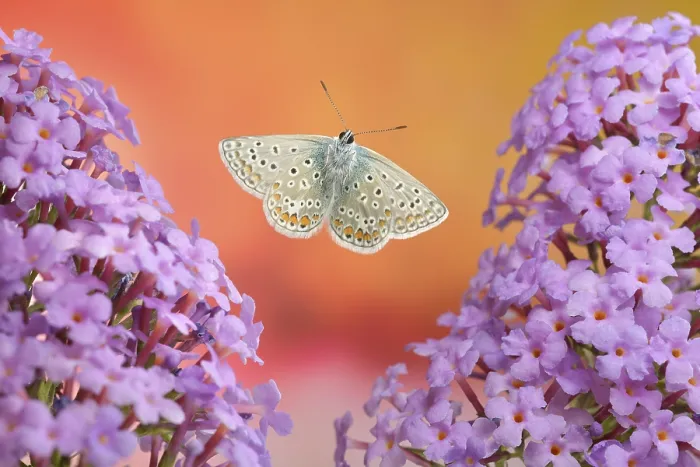 Framed Print : Common blue butterfly (Polyommatus icarus)