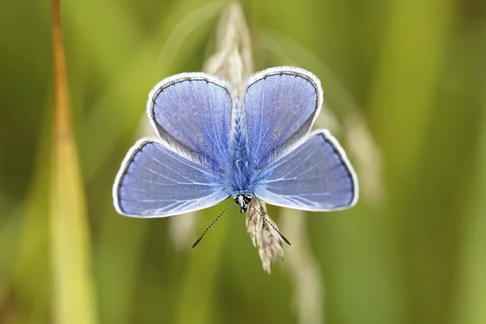 Framed Print : Common blue butterfly (Polyommatus icarus) Framed Print : Common blue butterfly (Polyommatus icarus)