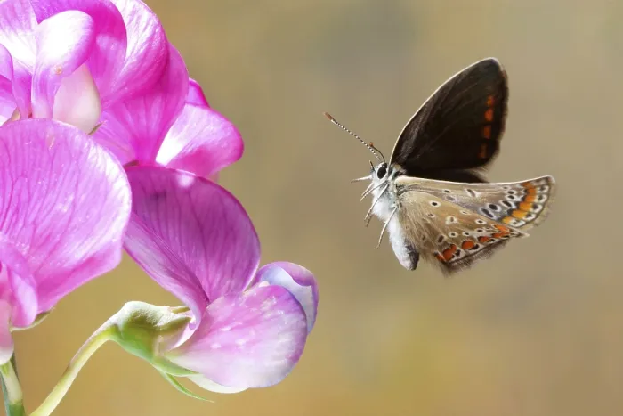 Framed Print : Common blue butterfly (Polyommatus icarus)