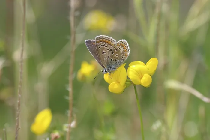 Framed Print : Common blue butterfly (Polyommatus icarus)