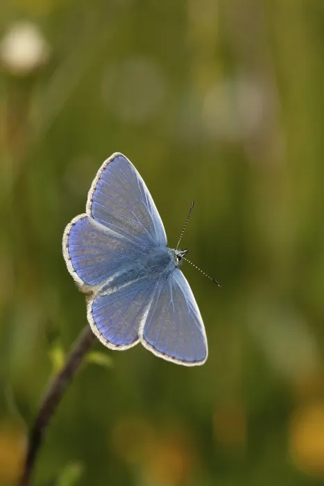 Framed Print : Common blue butterfly (Polyommatus icarus) adult insect on an Oxeye daisy flower in summer
