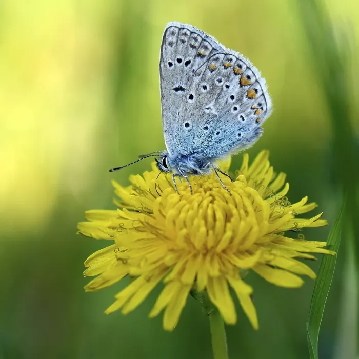 Framed Print : Common blue butterfly (Polyommatus icarus) on blossom of Dandelion (Taraxacum officinale)