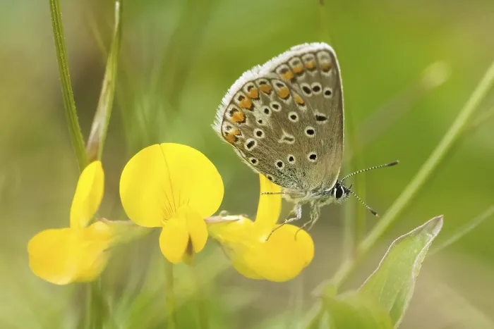 Framed Print : Common blue butterfly (Polyommatus icarus) sitting on clover blossom