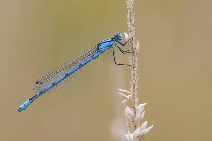 Framed Print : Common blue damselfly (Enallagma cyathigerum)