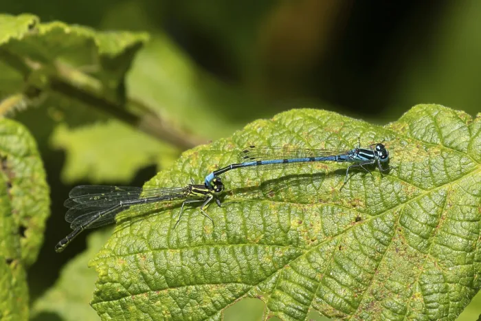 Framed Print : Common blue damselfly (Enallagma cyathigerum) adult male and female insects mating on a plant leaf in the summer Framed Print : Common blue damselfly (Enallagma cyathigerum) adult male and female insects mating on a plant leaf in the summer