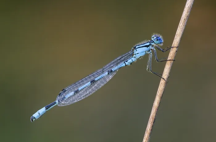 Framed Print : Common blue damselfly (Enallagma cyathigerum) is common throughout Europe