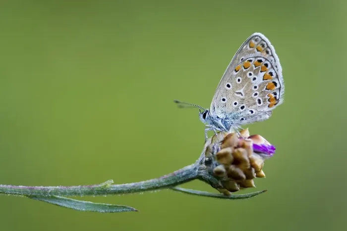 Framed Print : Common Blue (Polyommatus icarus) Framed Print : Common Blue (Polyommatus icarus)