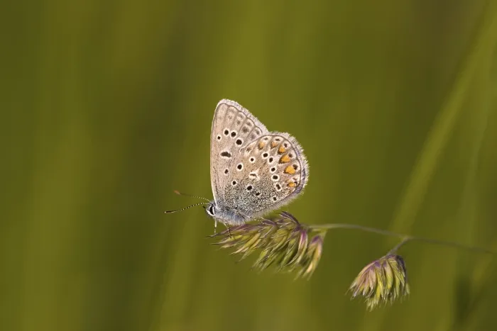 Framed Print : Common Blue (Polyommatus icarus)