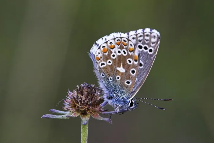 Framed Print : Common blue, (polyommatus icarus) Framed Print : Common blue, (polyommatus icarus)