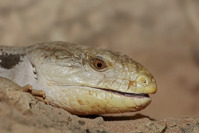 Framed Print : Common blue-tongued skink (Tiliqua scincoides)