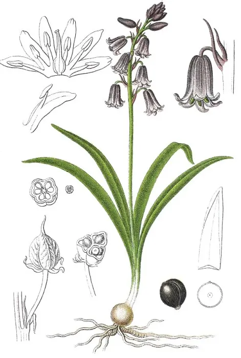 Framed Print : Common bluebell or English bluebell (Hyacinthoides non-scripta) Framed Print : Common bluebell or English bluebell (Hyacinthoides non-scripta)
