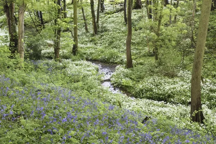 Framed Print : Common bluebell (Hyacinthoides non-scripta) and ramsons (Allium ursinum)