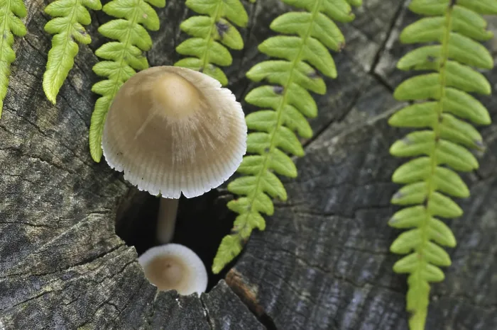Framed Print : Common bonnet (mycena), toque, rosy-gill fairy helmet (Mycena galericulata) growing on tree trunk in autumn forest