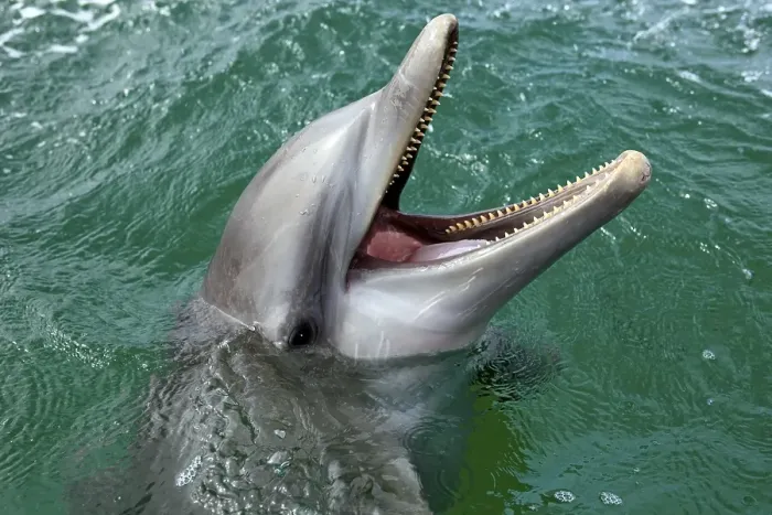 Framed Print : Common Bottlenose Dolphin (Tursiops truncatus)