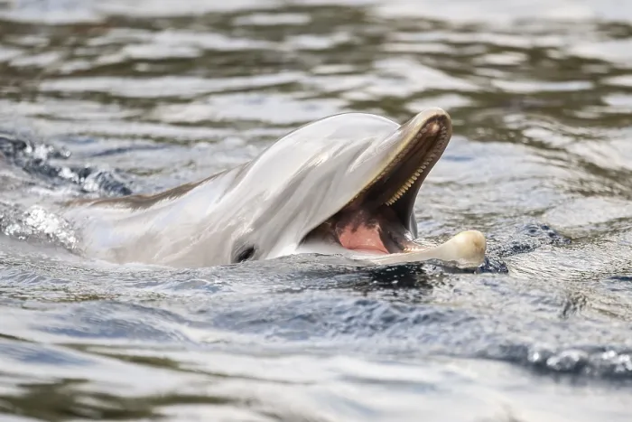 Framed Print : Common bottlenose dolphin (Tursiops truncatus)