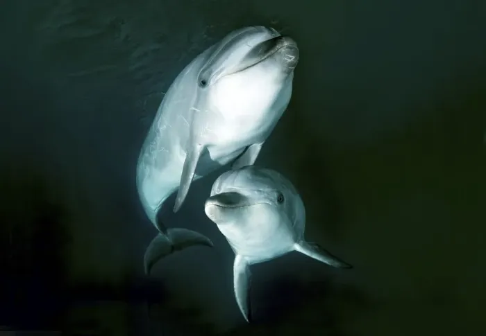 Framed Print : Common Bottlenose Dolphins or Atlantic Bottlenose Dolphins (Tursiops truncatus)