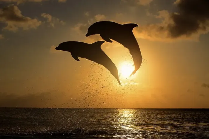 Framed Print : Two Common Bottlenose Dolphins (Tursiops truncatus)