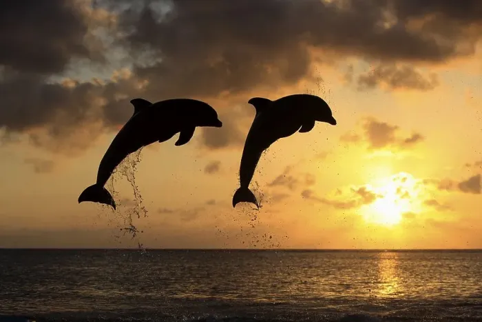 Framed Print : Two Common Bottlenose Dolphins (Tursiops truncatus)