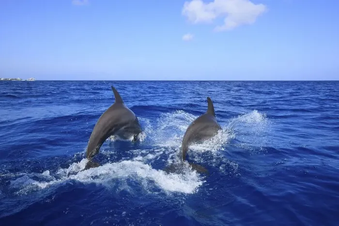 Framed Print : Two Common Bottlenose Dolphins (Tursiops truncatus) Framed Print : Two Common Bottlenose Dolphins (Tursiops truncatus)