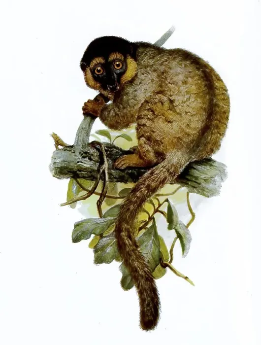 Framed Print : Common brown lemur (Eulemur fulvus)