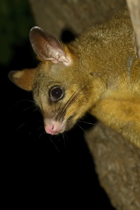 Framed Print : Common Brushtail Possum (Trichosurus vulpecula) adult Framed Print : Common Brushtail Possum (Trichosurus vulpecula) adult
