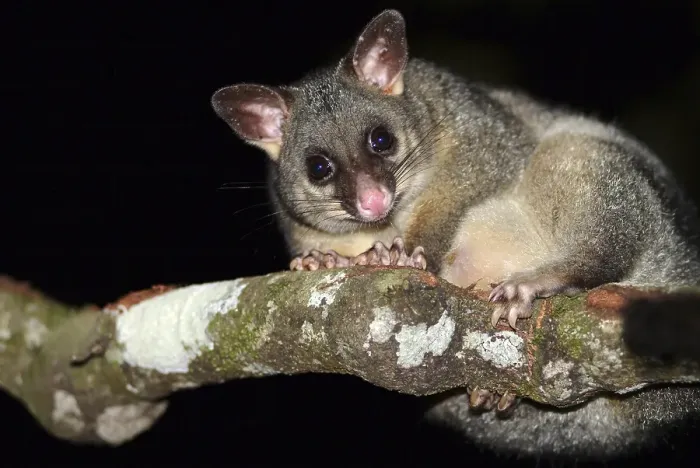 Framed Print : Common Brushtail Possum (Trichosurus vulpecula) sitting on a branch Framed Print : Common Brushtail Possum (Trichosurus vulpecula) sitting on a branch