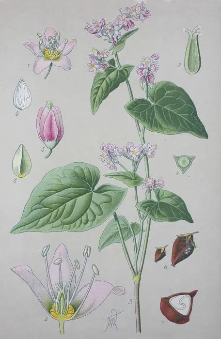 Framed Print : Common buckwheat (Fagopyrum esculentum)