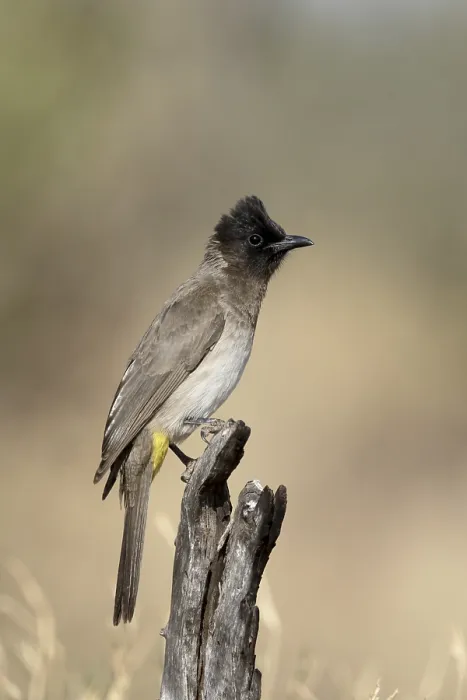 Framed Print : Common Bulbul (Pycnonotus barbatus) Framed Print : Common Bulbul (Pycnonotus barbatus)