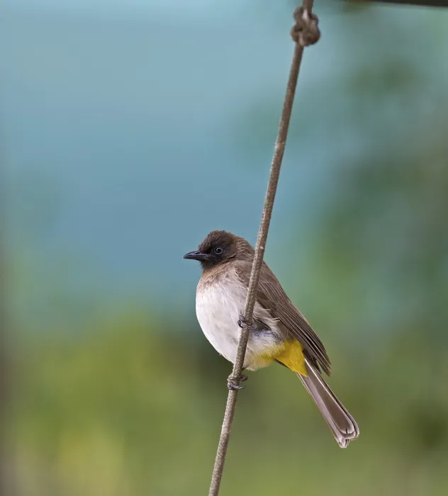 Framed Print : Common Bulbul (Pycnonotus barbatus)