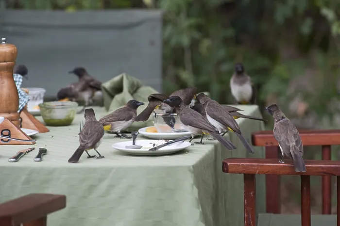 Framed Print : Common Bulbuls (Pycnonotus babatus) scavenging for scraps on table in safari lodge in Masai Mara Framed Print : Common Bulbuls (Pycnonotus babatus) scavenging for scraps on table in safari lodge in Masai Mara